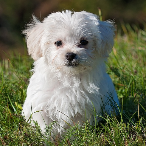 dogs-training-tips avatar